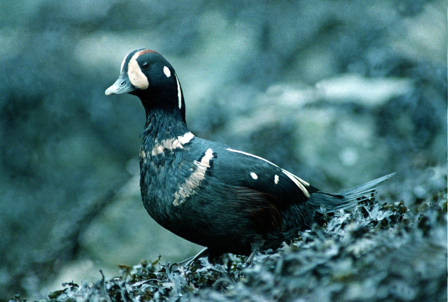 EXXON VALDEZ OIL SPILL WILDLIFE